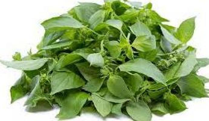 6 Surprising Benefits Of Basil Leaves For Skin And Hair